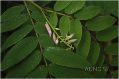 Sophora wightii